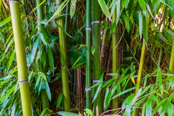 Bamboo Trimming in Nashville