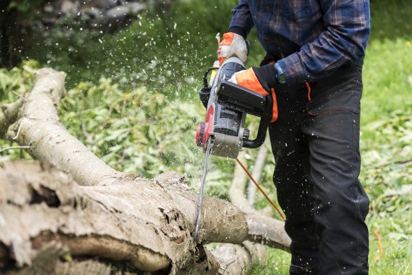 Branch Removal Service in Nashville
