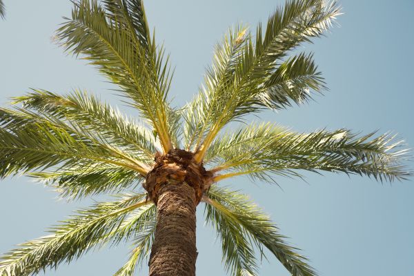 Palm Tree Pruning in Nashville