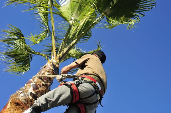 Palm Tree Trimming in Nashville