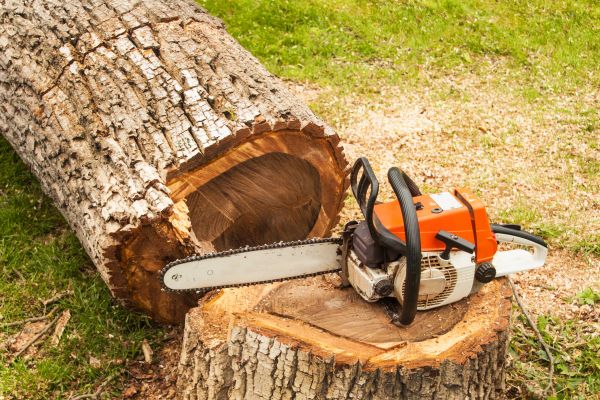 Tree Cutting Service in Nashville