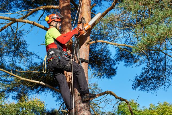 Tree Service in Nashville