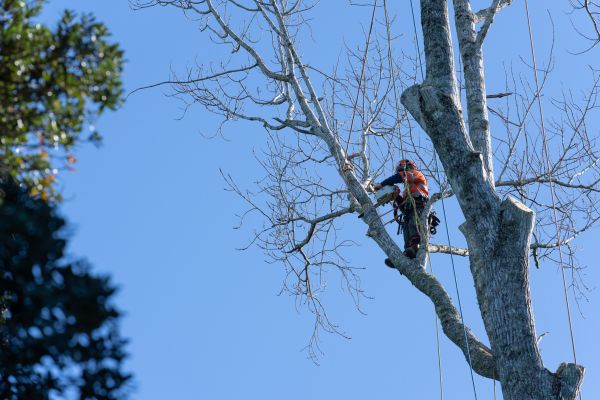 Tree Topping Service in Nashville
