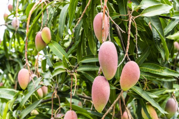Mango Tree Trimming in Nashville