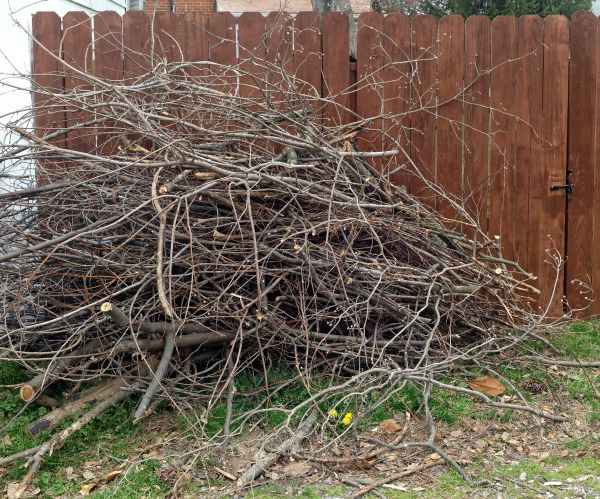 Dead Branch Removal in Nashville