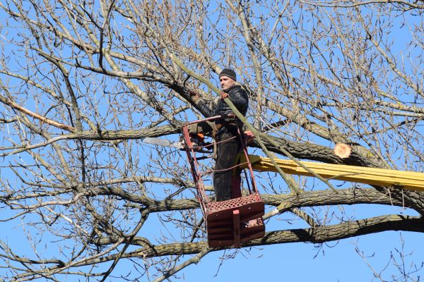 Emergency Tree Trimming in Nashville