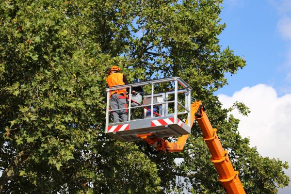 Commercial Tree Service in Nashville