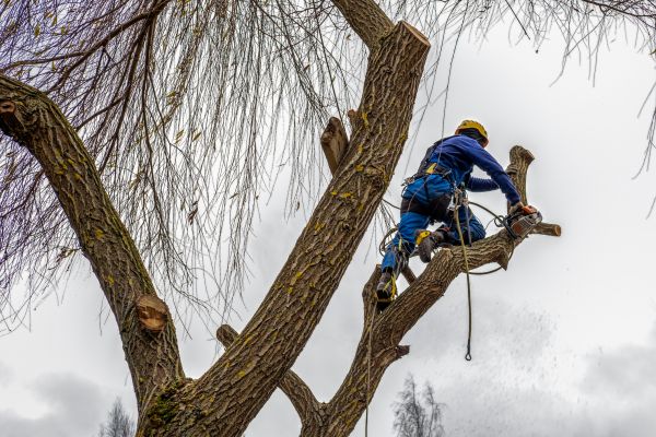 Tree Maintenance Service in Nashville