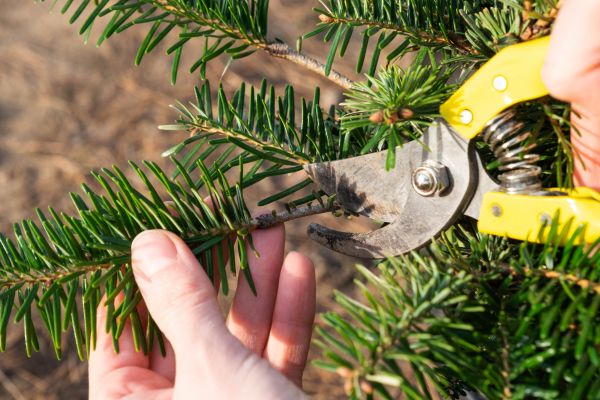 Pine Tree Pruning in Nashville