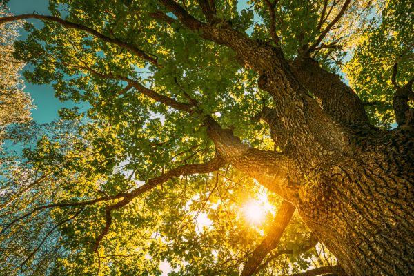 Oak Tree Pruning in Nashville