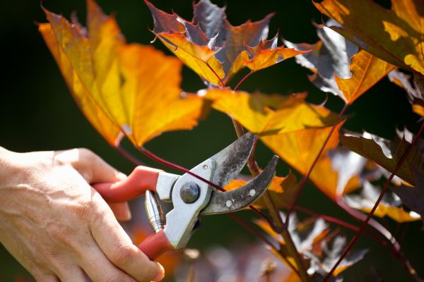 Maple Tree Pruning in Nashville