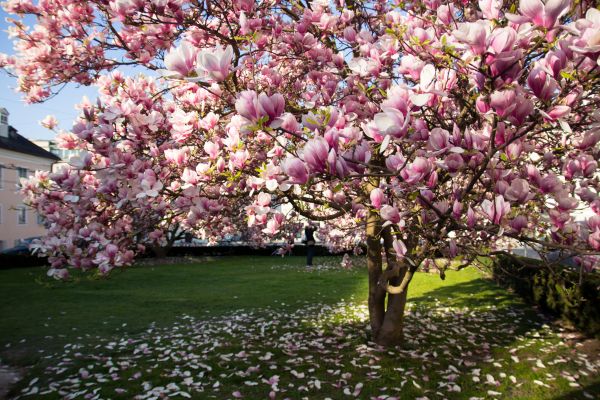 Magnolia Tree Pruning in Nashville