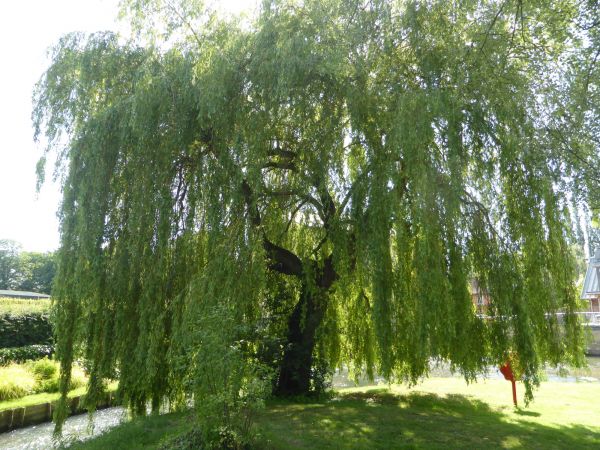 Willow Tree Trimming in Nashville
