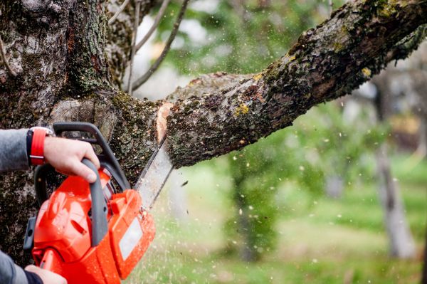 Tree Limbs Removal in Nashville