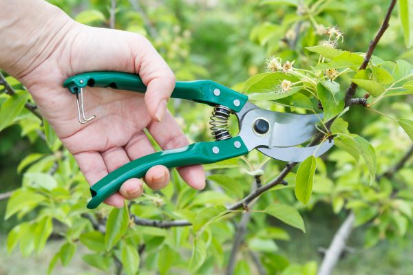 Pear Tree Pruning in Nashville