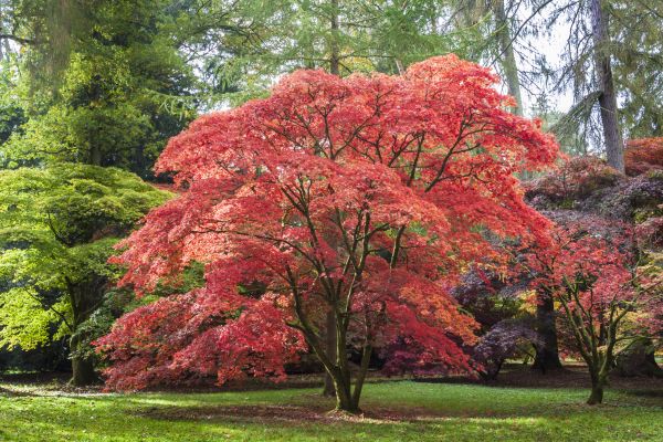 Japanese Maple Pruning in Nashville