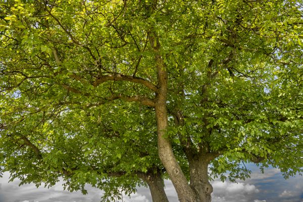 Walnut Tree Trimming in Nashville