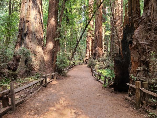 Redwood Tree Pruning in Nashville