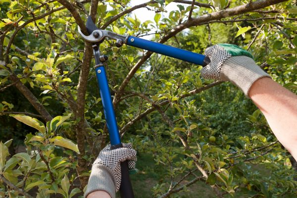 Residential Tree Pruning in Nashville