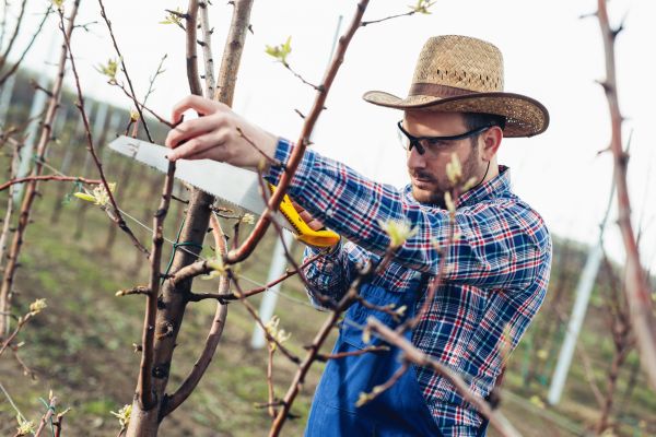 Orchard Tree Pruning in Nashville