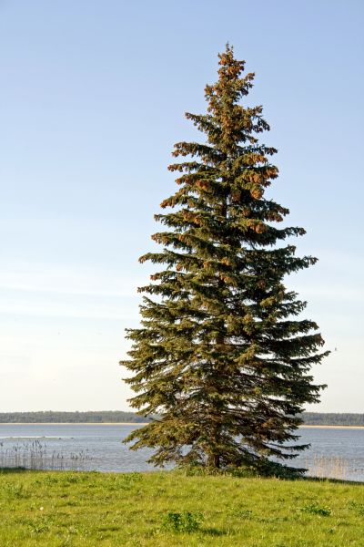 Spruce Tree Pruning in Nashville