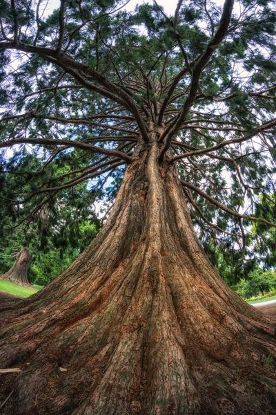 Cedar Tree Pruning in Nashville