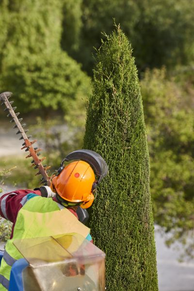 Cypress Tree Trimming in Nashville