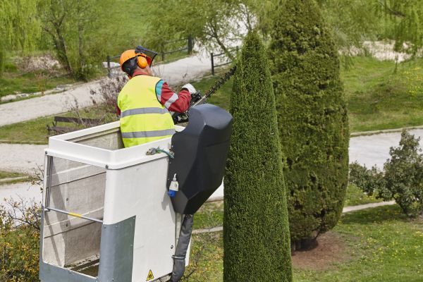 Cypress Tree Pruning in Nashville