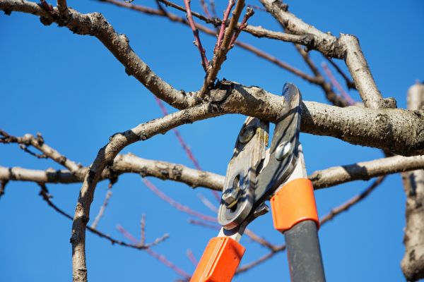Peach Tree Trimming in Nashville