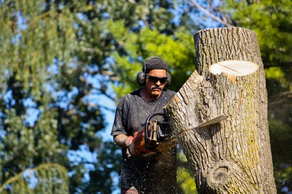 Ash Tree Pruning in Nashville