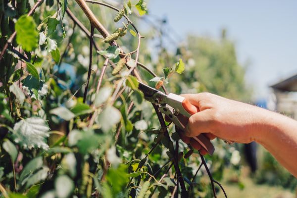 Birch Tree Pruning in Nashville