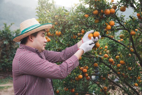 Orange Tree Pruning in Nashville