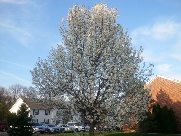 Bradford Pear Tree Pruning in Nashville
