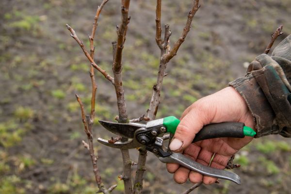 Pear Trees Pruning in Nashville
