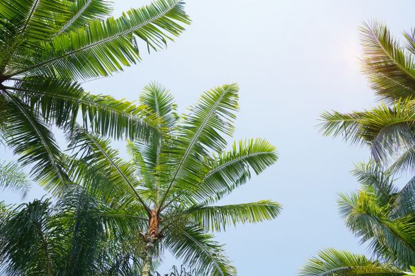 Queen Palm Tree Trimming in Nashville