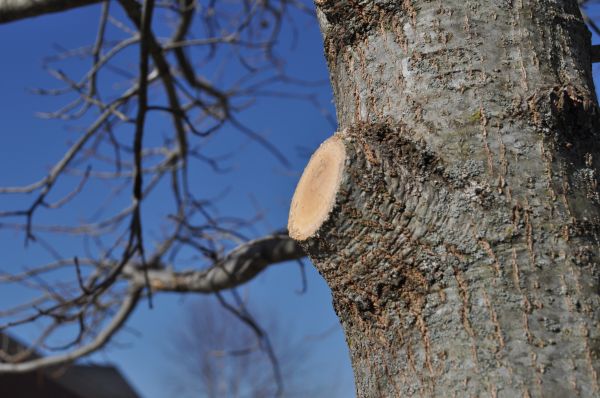 Limb Pruning in Nashville