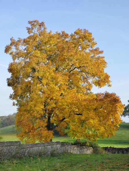 Hickory Tree Trimming in Nashville
