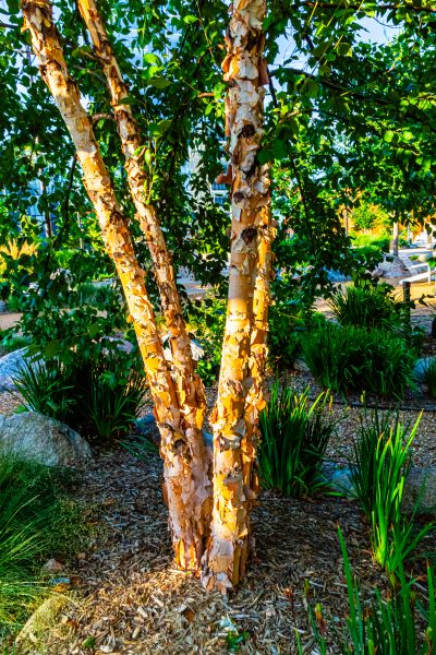 River Birch Trimming in Nashville