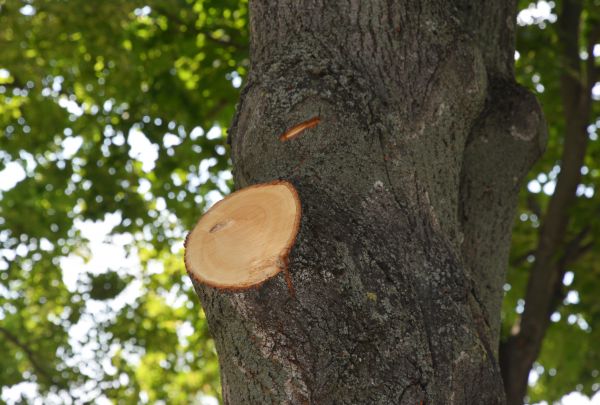 Limb Cutting in Nashville