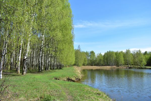 River Birch Pruning in Nashville