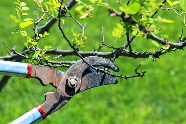 Branches Pruning in Nashville