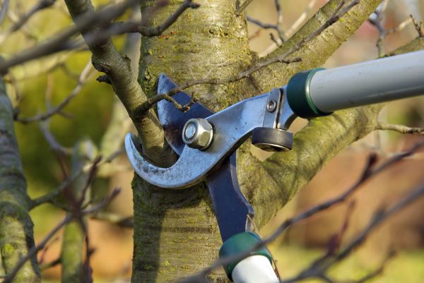 Tree Limb Trimming Service in Nashville
