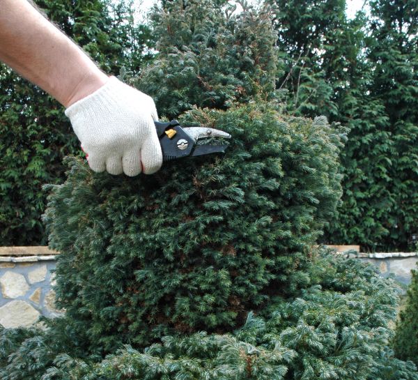 Ornamental Tree Trimming in Nashville