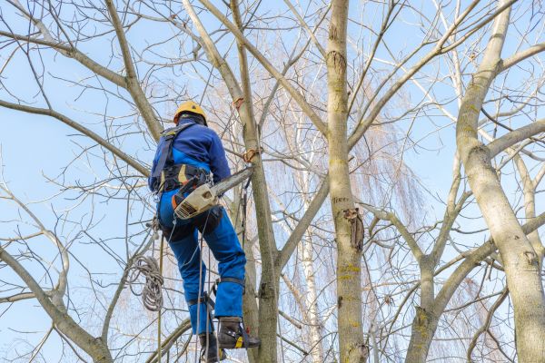 Large Tree Trimming in Nashville