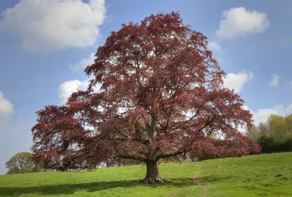 Beech Tree Pruning in Nashville