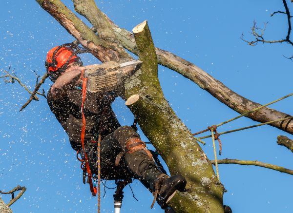 Tree Trimming Service in Nashville