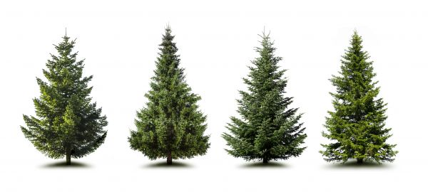 Cost of Pine Tree Trimming in Nashville