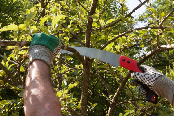 Apple Tree Trimming in Nashville