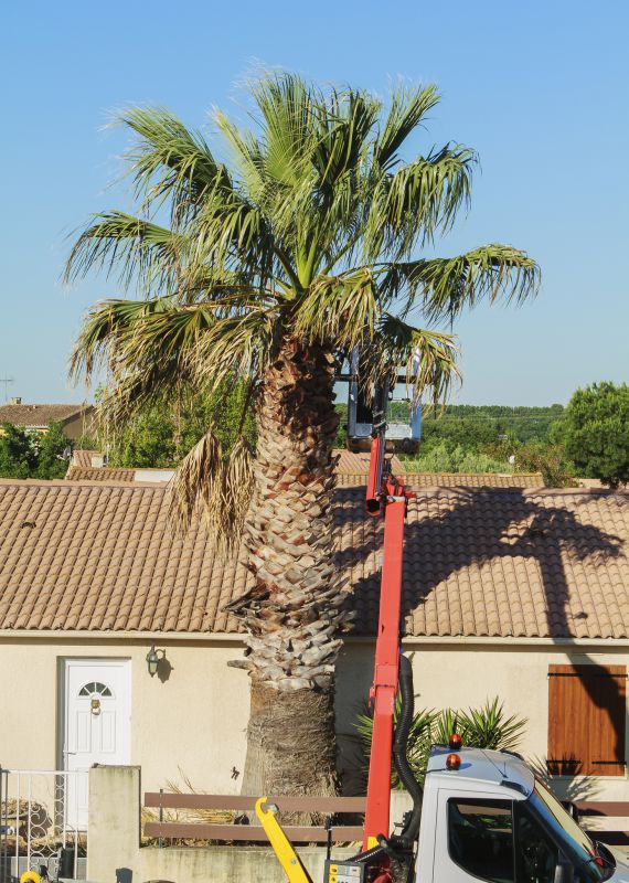 Palm Tree Trimming