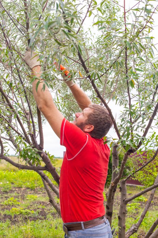 Pear Tree Pruning